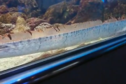 【朗報】リュウグウノツカイ、生きたまま展示に成功！あと深海怖いよね・・・