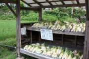 【悲報】野菜の「無人販売所」が閉鎖に追い込まれる
