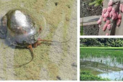 “南米の悪魔”ジャンボタニシを「水田の除草に」!?　←SNS投稿に農水省が「やめて!」と警鐘　卵は有毒、農業被害も深刻