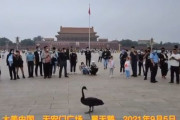 海外「天安門広場に黒い白鳥が現れる。中国文化では凶兆らしいぞ」