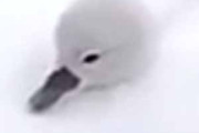 【モフモフ】 羽毛はとても暖かい。寒い日には最強だ！ → 白鳥のヒナはこうなります…