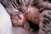 【ねこ動画】眠っている子猫を抱きしめる母猫