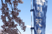 羽生天神社、境内の満開のしだれ桜を公開！  …私事のマルくんとプーさんとのツーショットにたくさんのいいねをありがとうございました。…