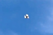 どんな飛び方だｗｗｗ格好良すぎる着陸をする鳩の動画が人気に。