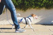 犬の飼い主のマナーが悪いと思ったこと「お散歩編」ランキング！ 「スマホに夢中」を抑えた1位は？