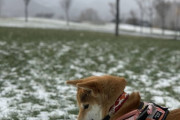 【柴犬画像】雪と柴、ぐっすり柴、柴の座り込み ほか