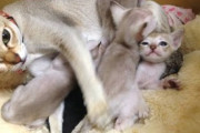 【画像】うちの猫撫でたらめっちゃ目細めてて草wwww
