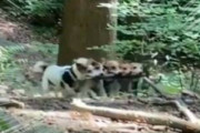 ５匹のイヌが森の中を走ってきた。横に並んで運ぶんだワン！→ 犬、チームワークです…