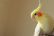 オカメインコ飼ってるやつおる？