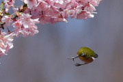 【画像】桜の枝からポロンと落ちるメジロｗｗｗｗｗｗｗｗｗｗｗｗｗｗ