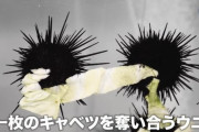 「癒やされる」と話題の“キャベツウニ”がｗｗｗ（画像あり）