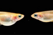 メダカ、飢餓状態で雌から雄に 卵を産むより精子まく方が有利か