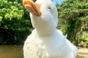 【画像】アヒルさん、微笑む