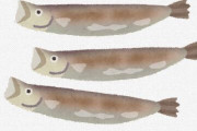 日本人をシシャモだと思っているやつの9割以上がカペリン（カラフトシシャモ）っていう代替魚って知ってた？