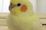鳥を飼いたい！