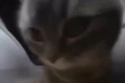 最近流行ってる猫ミーム動画って何なの？