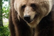 【動画】アラブの男性、クマに襲われてしまう・・・