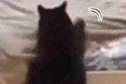 母ネコが飼い主のベッドをメイキング。すると子猫がヒャッハ～♪ → 教育的指導、入ります…