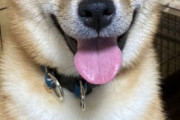 【画像】うちの柴犬がボールをダイビングキャッチする瞬間がこちら…お顔がかなりワイルドですねwww