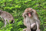 【神奈川】湯河原　ニホンザルが凶暴化、全頭捕獲を調整　年間１万件超の生活被害