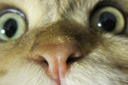 【夏のホラー】突然喋りだす猫がガチで怖い……