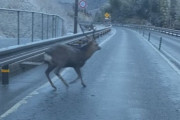 もし鹿をはねてしまったら…放置すると「当て逃げ」道交法違反となる可能性も