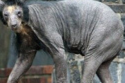 【画像】クマの毛が抜けた結果ｗｗｗｗｗｗｗ