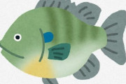 ブルーギル「美味しいです。そこらへんで釣れます。釣るの楽しいです。」 ← なぜ嫌われるのか？