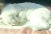 【朗報】ネッコ、スヤスヤ