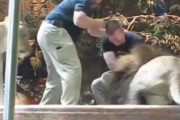 【動画】ライオン、新人飼育員に襲い掛かる ベテラン飼育員「やめなさい！」 メスライオン「やめて！」