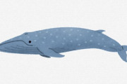 クジラ「広い海で排泄するの気持ええ」