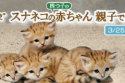 【朗報】神戸どうぶつ王国のスナネコの赤ちゃん４匹も２５日から公開へ