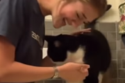 猫が背中を掻いてほしいとおねだりすると、最高に愉快なリアクションをしてくれます。海外の反応