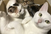 【画像多め】猫が運動会始めてワロタwwww