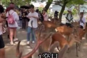 【これは酷い】中国人、奈良公園のシカを蹴りまくる