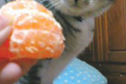 みかんを食べようとすると、ねこに嫌な顔をされてしまうぎゃくたい【再】