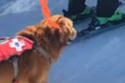 救助犬がスキー場をパトロールしていた。相棒と一緒にリフトに乗る → さすがです…
