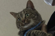 人命救助で表彰された日本の猫に海外興味津々！（海外の反応）