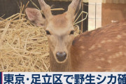 荒川のシカ殺処分？ 「飼いたい」 問い合わせ相次ぐも