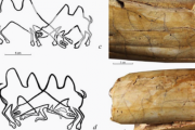 【考古学】1万3000年前のマンモスの牙に「ラクダの争い」を描いた彫刻絵が見つかる、アジア最古の動物絵画を発見か？？？