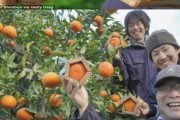 外国人「日本が謎に五角形の柑橘類を栽培しているんだが・・・」