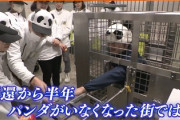 【速報】白浜町、パンダの被り物した飼育員に笹の葉を食べさせるイベントを開催してしまう「人間パンダ飼育体験は参加費8000円」