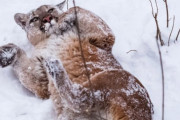 どんなにかわいい仕草をみせてもピューマは猛獣です。州当局が家に入れないよう注意を呼びかけたところコラ合戦に
