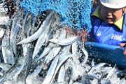 【秋の味覚】ここに来てサンマが大漁！1日700t超で震災以降最多