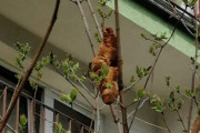 ｢木の上に見たこともない生物がいる｣と通報、正体はクロワッサンだった