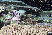 【朝日新聞】沖縄・石垣沖の海底でサンゴが産卵　「まるで宇宙空間」