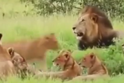 サバンナで一番強いのはライオンではない。ライオンが一目散に逃げだしていく相手は・・・。海外の反応