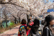 【桜】今年も韓国で桜祭りが開催へ！コロナの影響で抽選で当選した人だけが花散歩が可能　韓国の反応