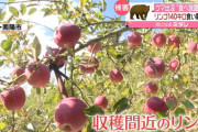 【山形】熊さん、リンゴ農家のリンゴ140㎏をぺろり
