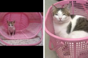 【ねこ画像】シャワーカーテンに襲いかかる子猫ちゃん…やりきったお顔がなんとも言えませんwww